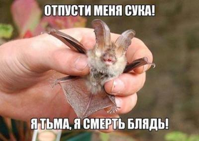 Прикрепленное изображение: 14931_943109372381318_4332686527168090901_n.jpg